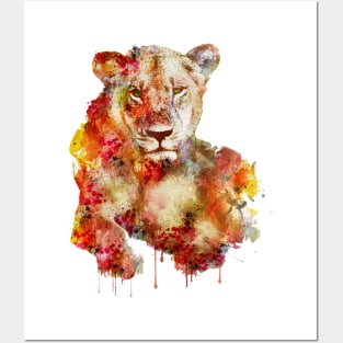 Resting Lioness in watercolor Posters and Art